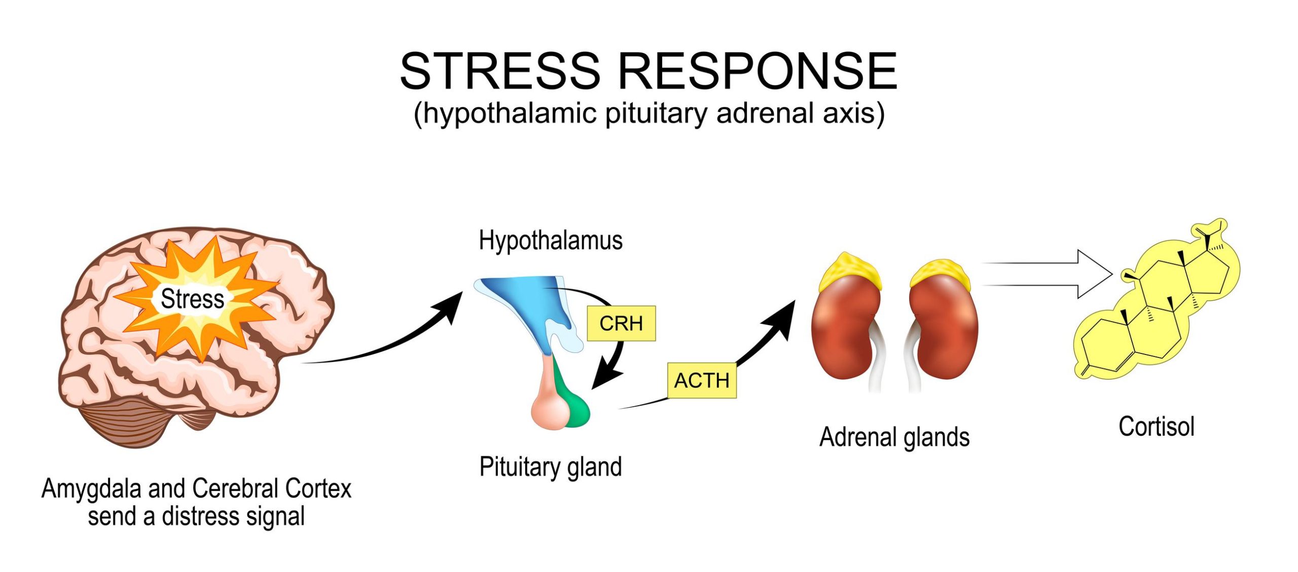 The Role of Trauma in Addiction A Complete Guide